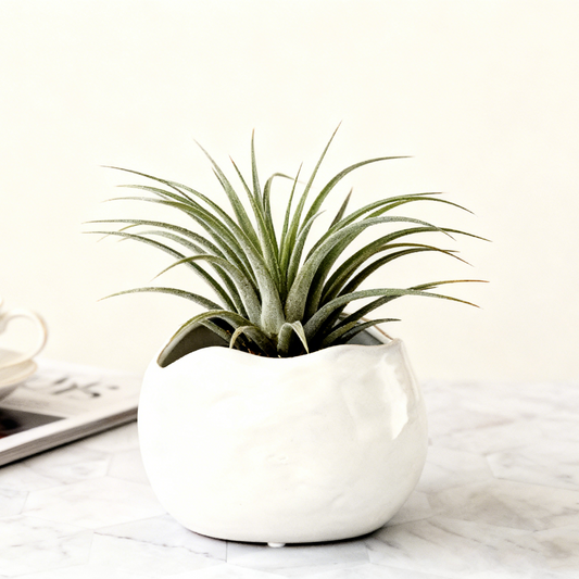 White Unique Flowerpot